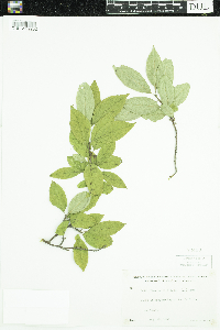 Ilex verticillata image