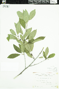 Ilex verticillata image