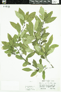 Ilex verticillata image