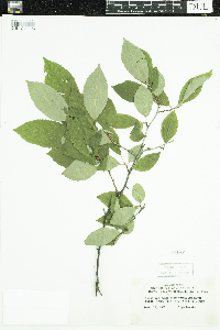 Ilex verticillata image