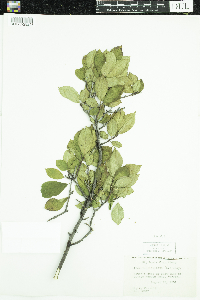 Ilex verticillata image