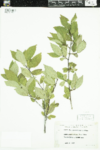Ilex verticillata image