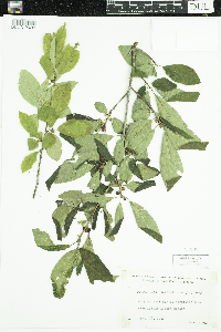 Ilex verticillata image