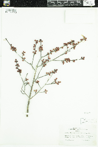 Ilex verticillata image