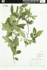 Ilex verticillata image