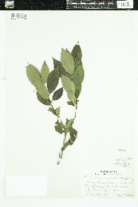 Ilex verticillata image