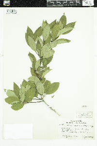 Ilex verticillata image