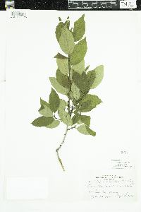 Ilex verticillata image