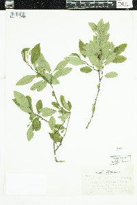 Ilex verticillata image