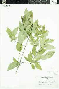 Ilex verticillata image