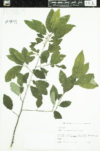 Ilex verticillata image