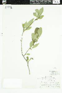 Ilex verticillata image