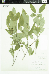 Ilex verticillata image