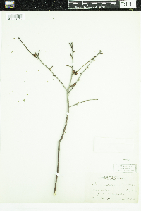 Ilex verticillata image