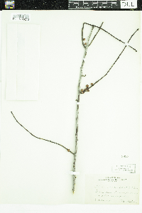 Ilex verticillata image