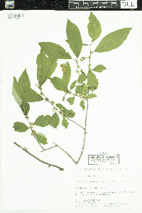 Ilex verticillata image