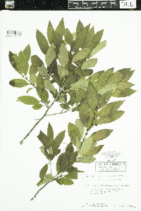 Ilex verticillata image