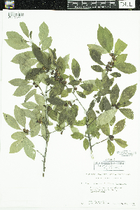 Ilex verticillata image