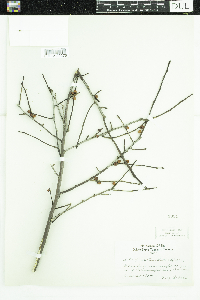 Ilex verticillata image