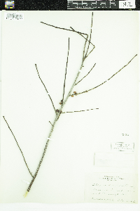 Ilex verticillata image