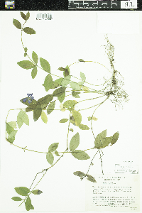 Vinca minor image