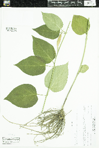 Cynanchum louiseae image