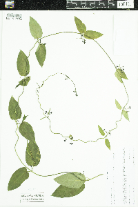 Cynanchum louiseae image