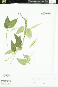 Cynanchum louiseae image