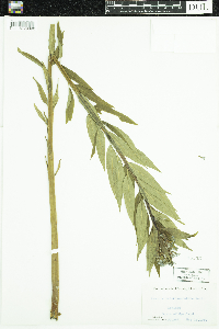 Amsonia tabernaemontana image