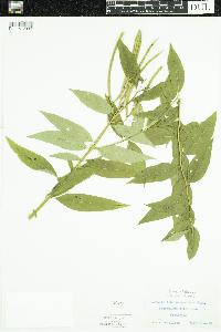 Amsonia tabernaemontana image