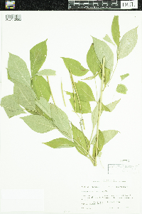 Amsonia tabernaemontana image