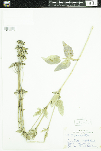 Zizia aptera image