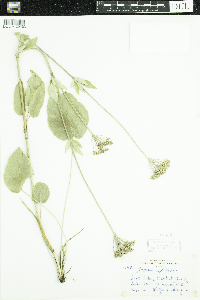 Zizia aptera image
