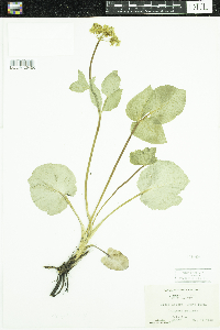 Zizia aptera image