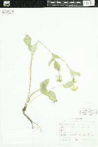 Zizia aptera image