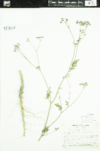 Torilis japonica image