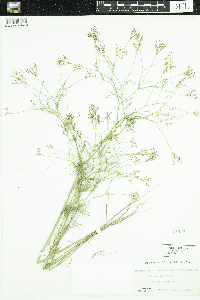 Media resource of Spermolepis inermis