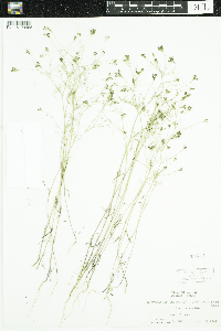 Spermolepis inermis image