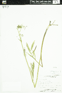 Sium suave image
