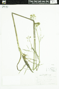 Sium suave image