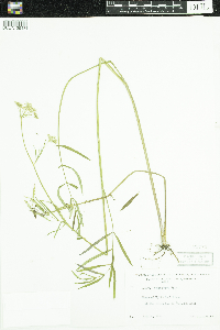 Sium suave image