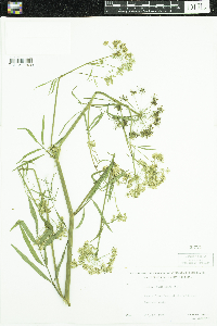 Sium suave image