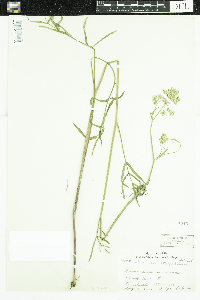 Sium suave image