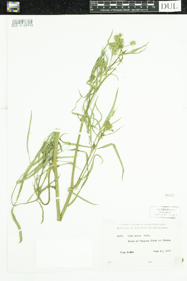 Sium suave image
