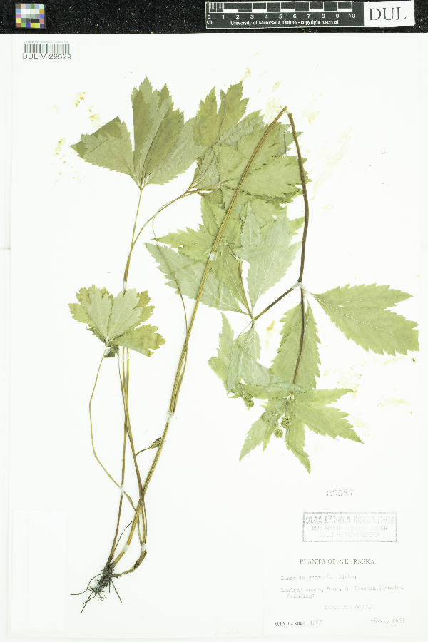 Apiaceae image