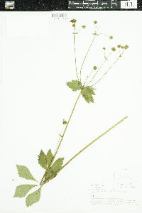 Sanicula marilandica image