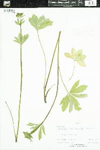 Sanicula marilandica image