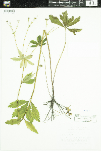 Sanicula marilandica image