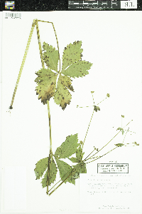 Sanicula marilandica image