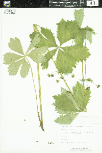 Sanicula marilandica image